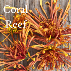 Heirloom Mum cuttings || Ships Week of April 15th