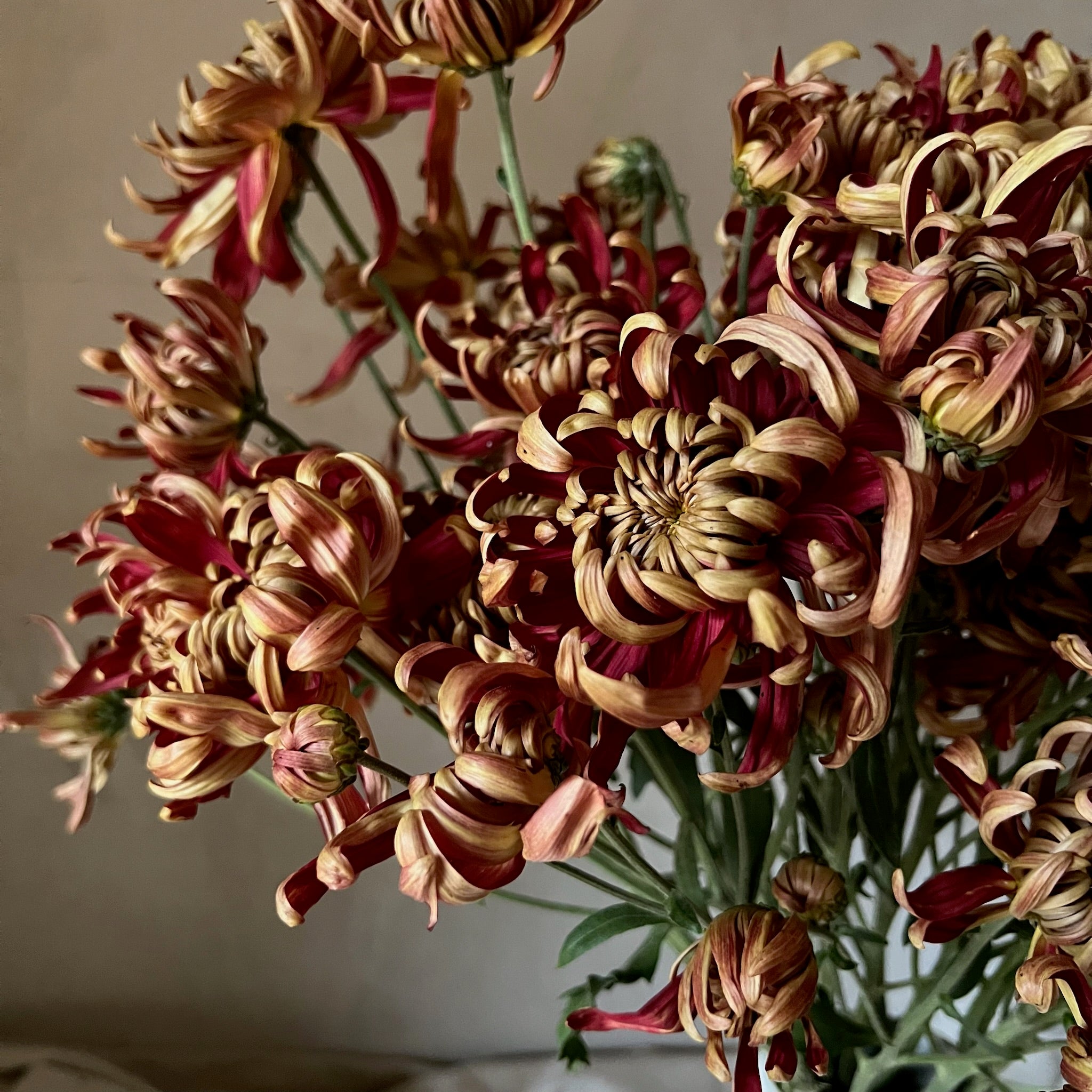 Heirloom Chrysanthemum 'Crimson Tide'