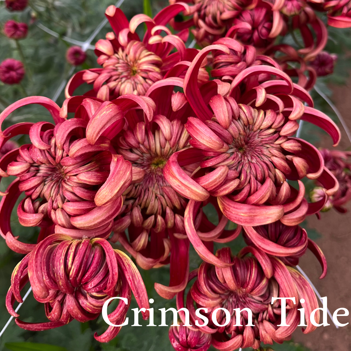 Heirloom Chrysanthemum cuttings || Ships Week of May 28th