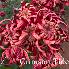 Heirloom Mum cuttings || Ships Week of May 27th