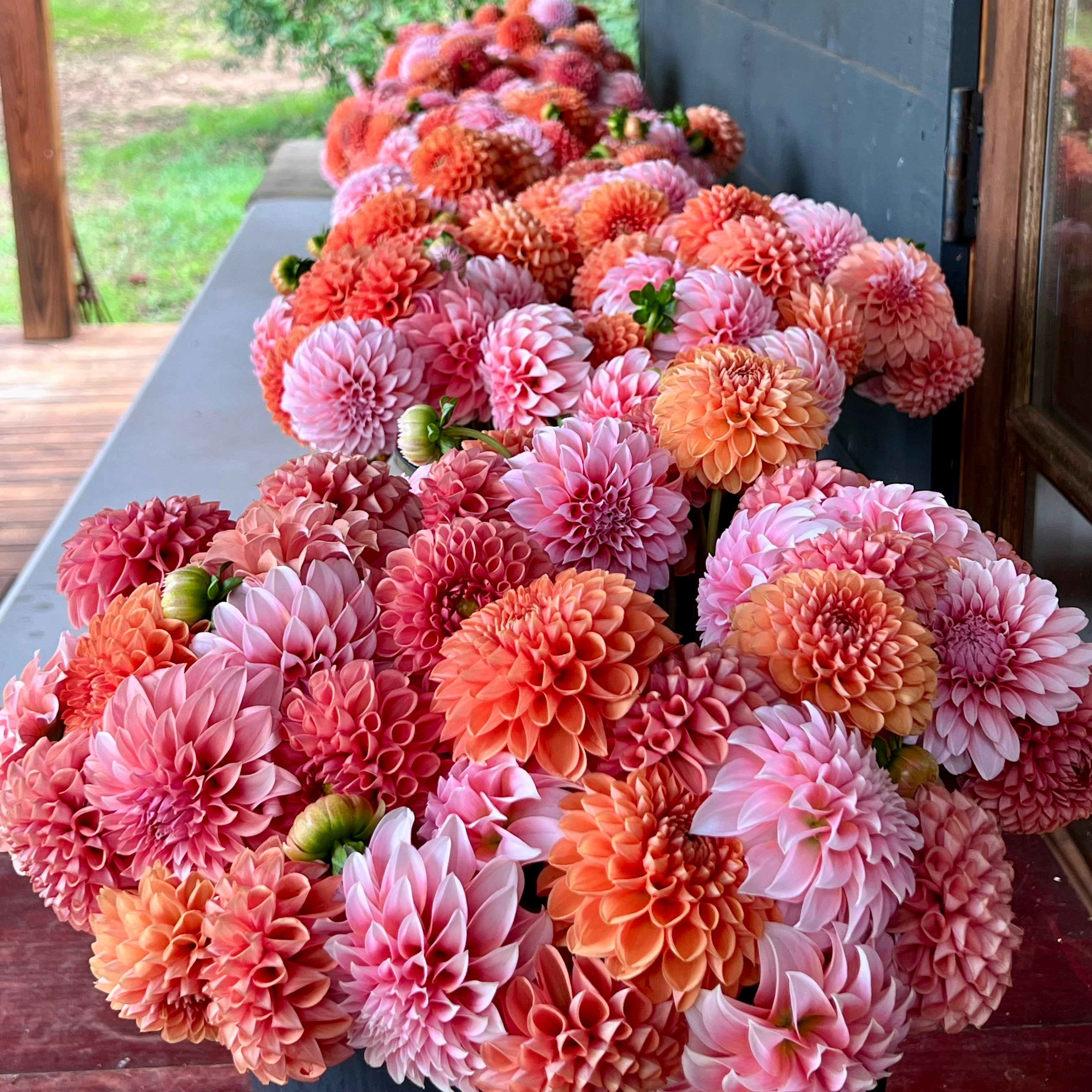 Fall Dahlia Subscription || September 11th-October 2nd Friday Delivery