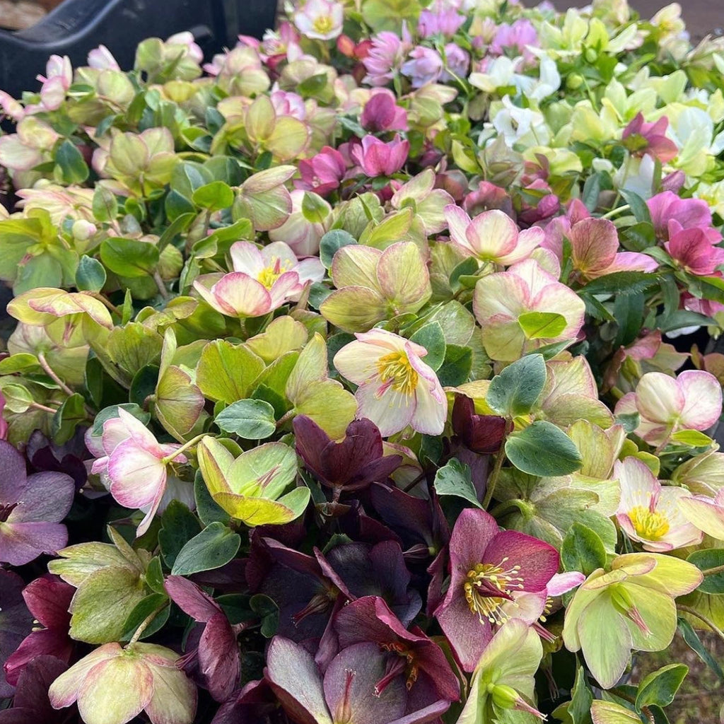 Shipped Plants || Ice N' Roses Hellebore Dark Mix- 8 Plants