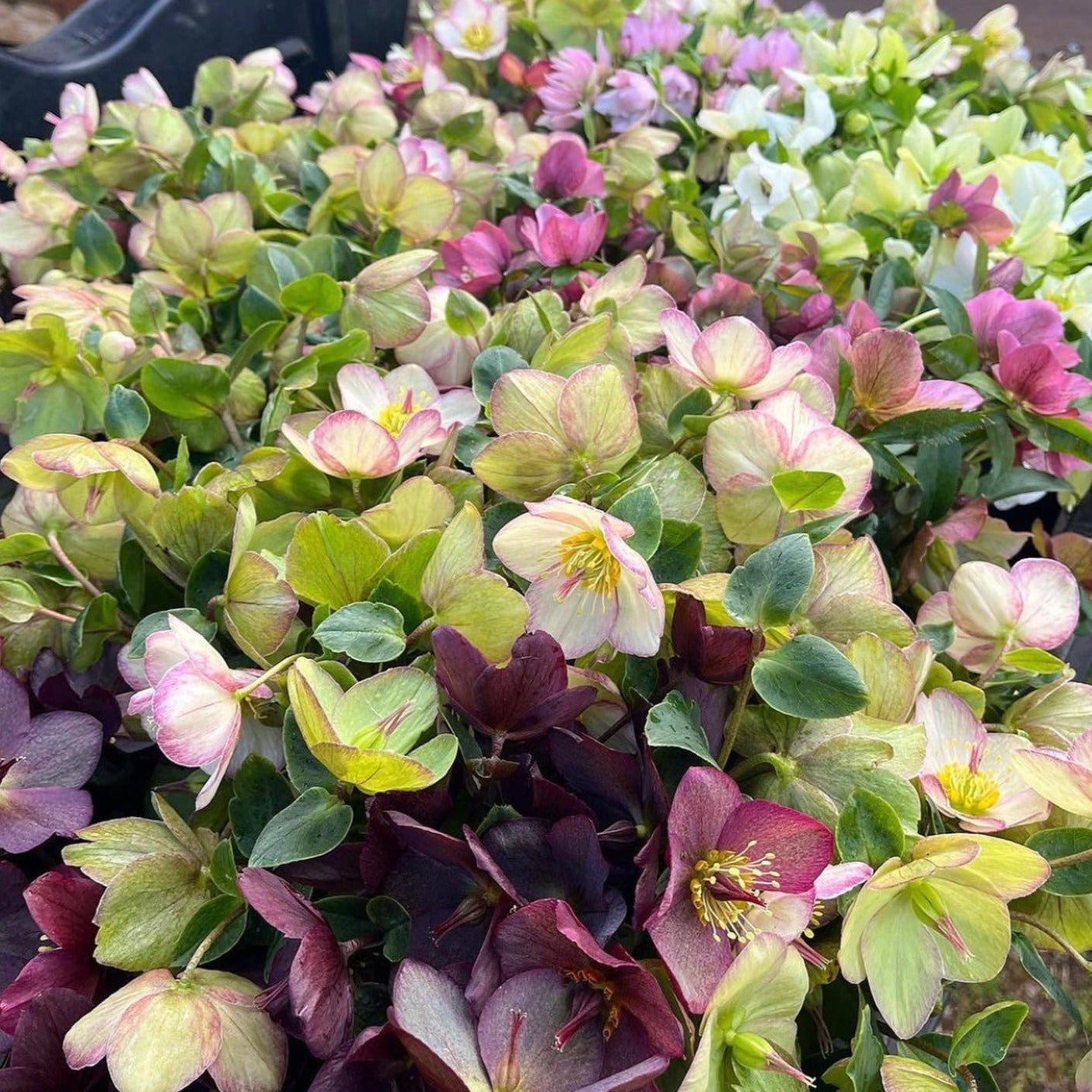 Shipped Plants || Ice N' Roses Hellebore Full Collection- 20 Plants