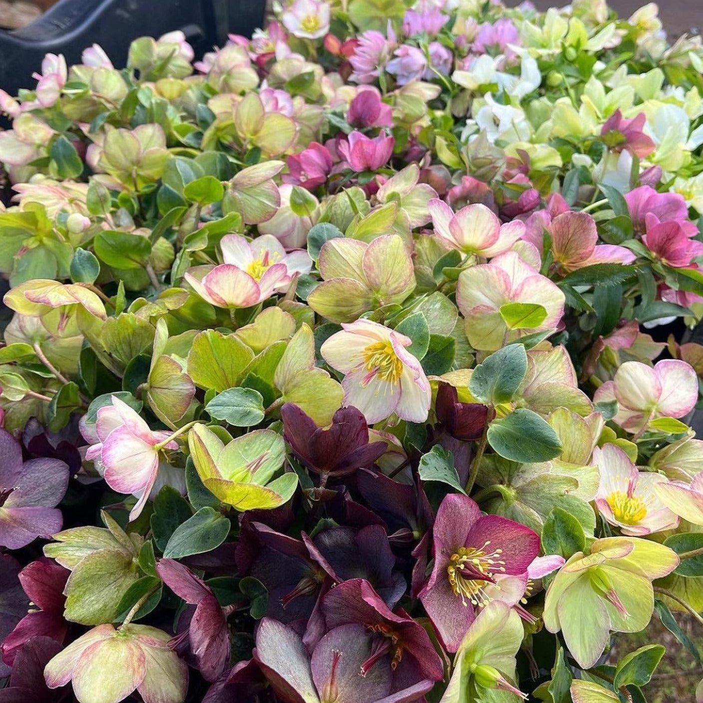 Shipped Plants || Ice N' Roses Hellebore Light Mix 2.0 - 10 Plants