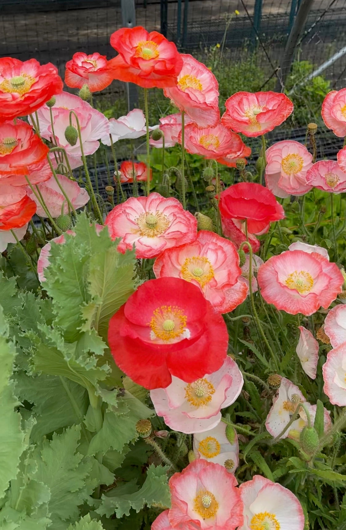 Poppy 'Falling in Love' Seeds