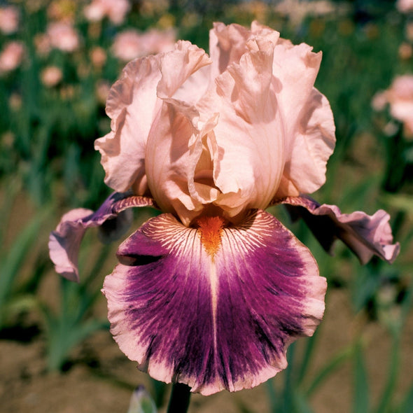 Bare Root Rhizome || Iris 'Cherry Blossom Song'