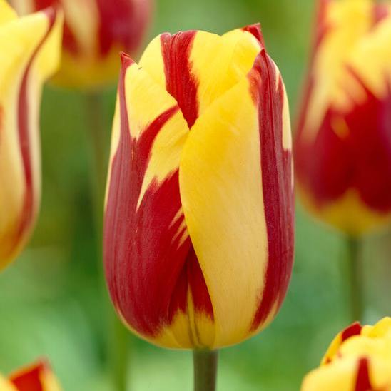 Bulbs || Tulip 'Helmar'