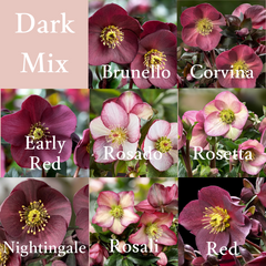 Shipped Plants || Ice N' Roses Hellebore Dark Mix- 8 Plants