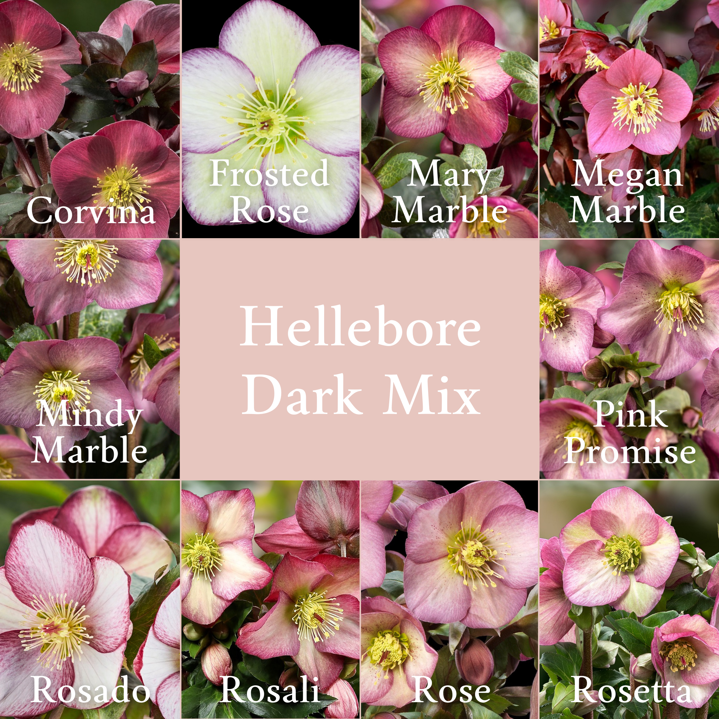 Shipped Plants || Ice N' Roses Hellebore Dark Mix 2.0 - 10 Plants