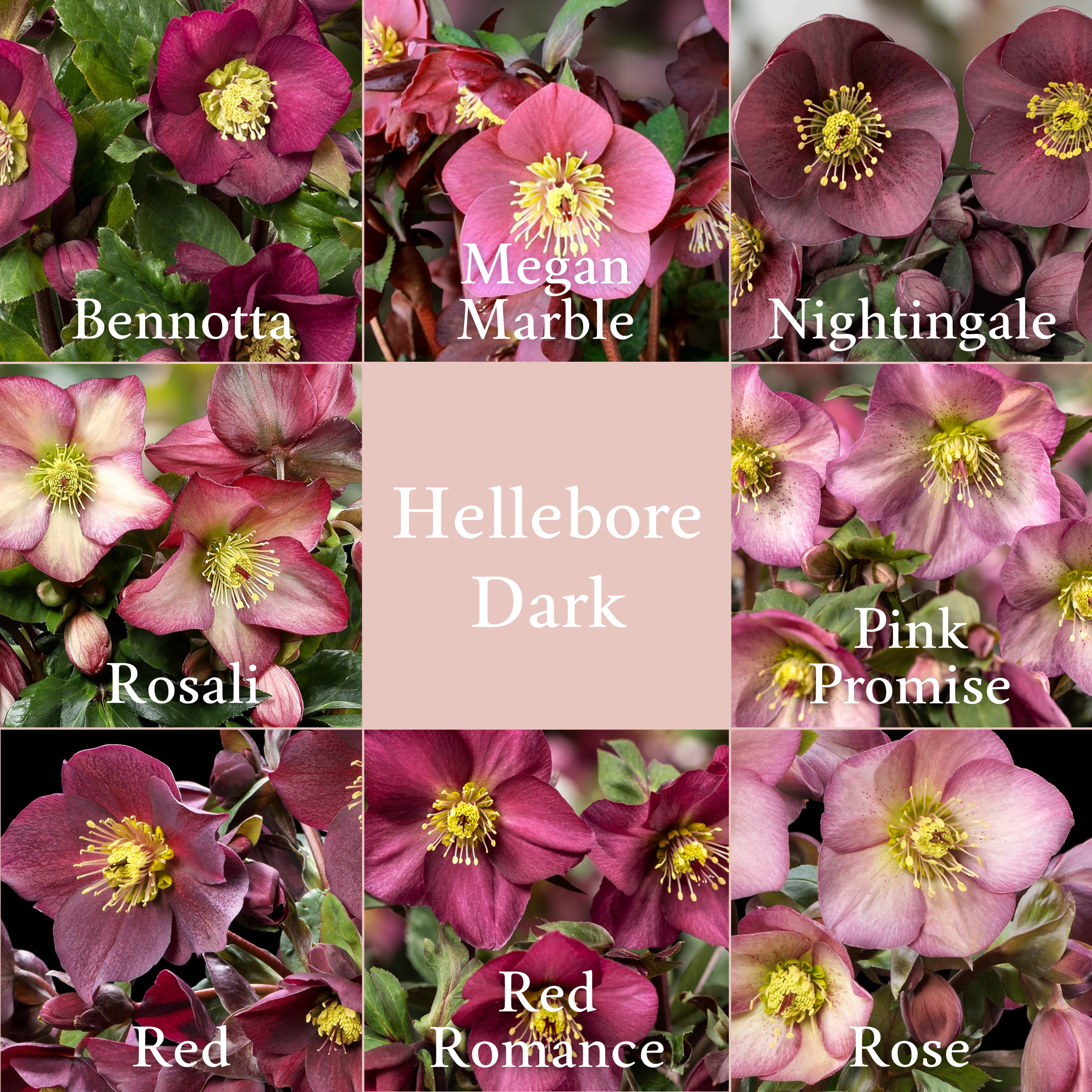 Shipped Plants || Ice N' Roses Hellebore Dark Mix 4.0 - 8 Plants