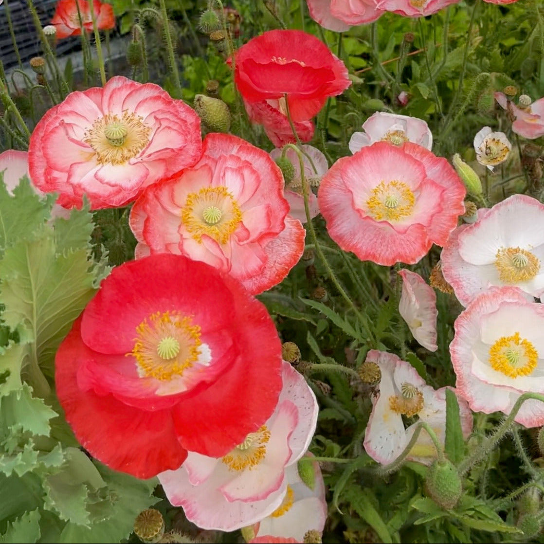 Poppy 'Falling in Love' Seeds