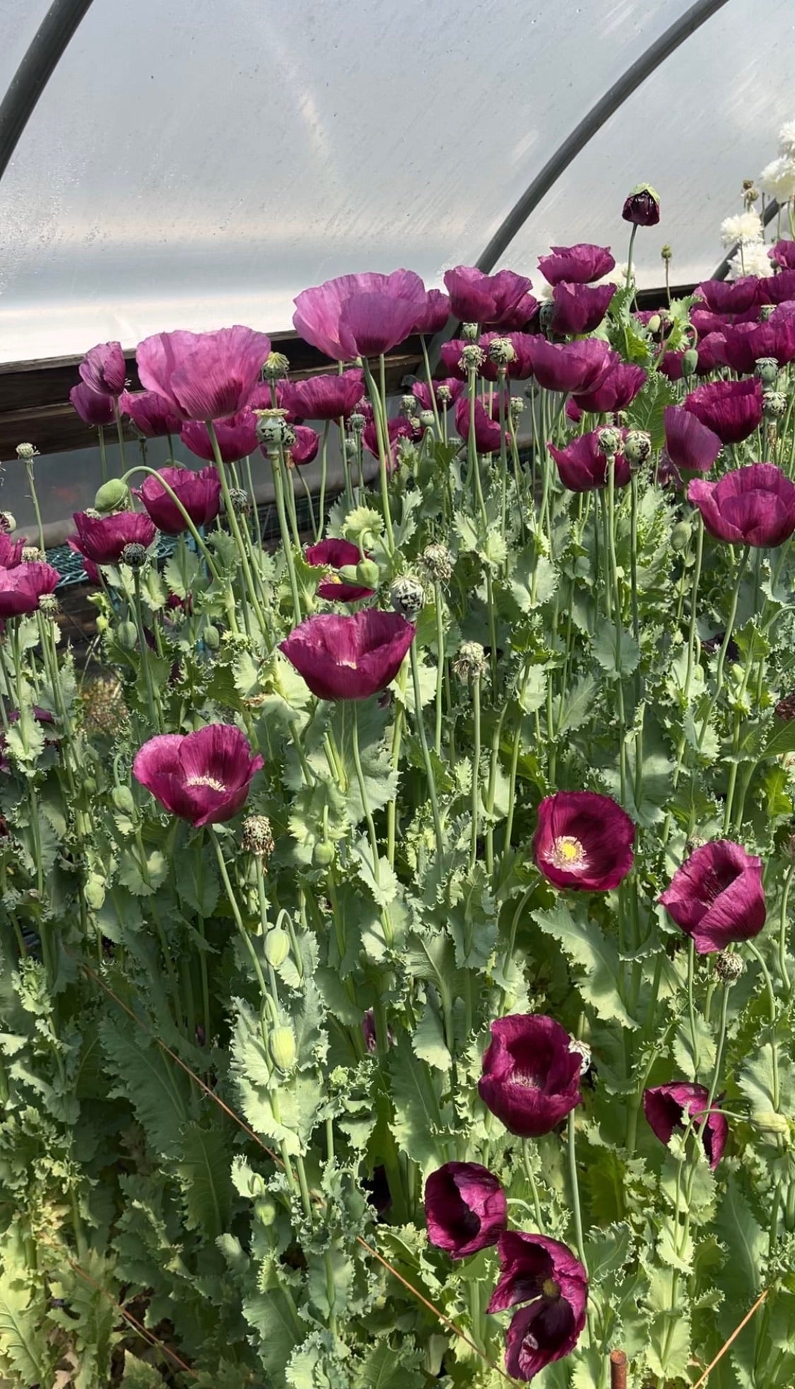Poppy 'Lauren's Grape' Seeds