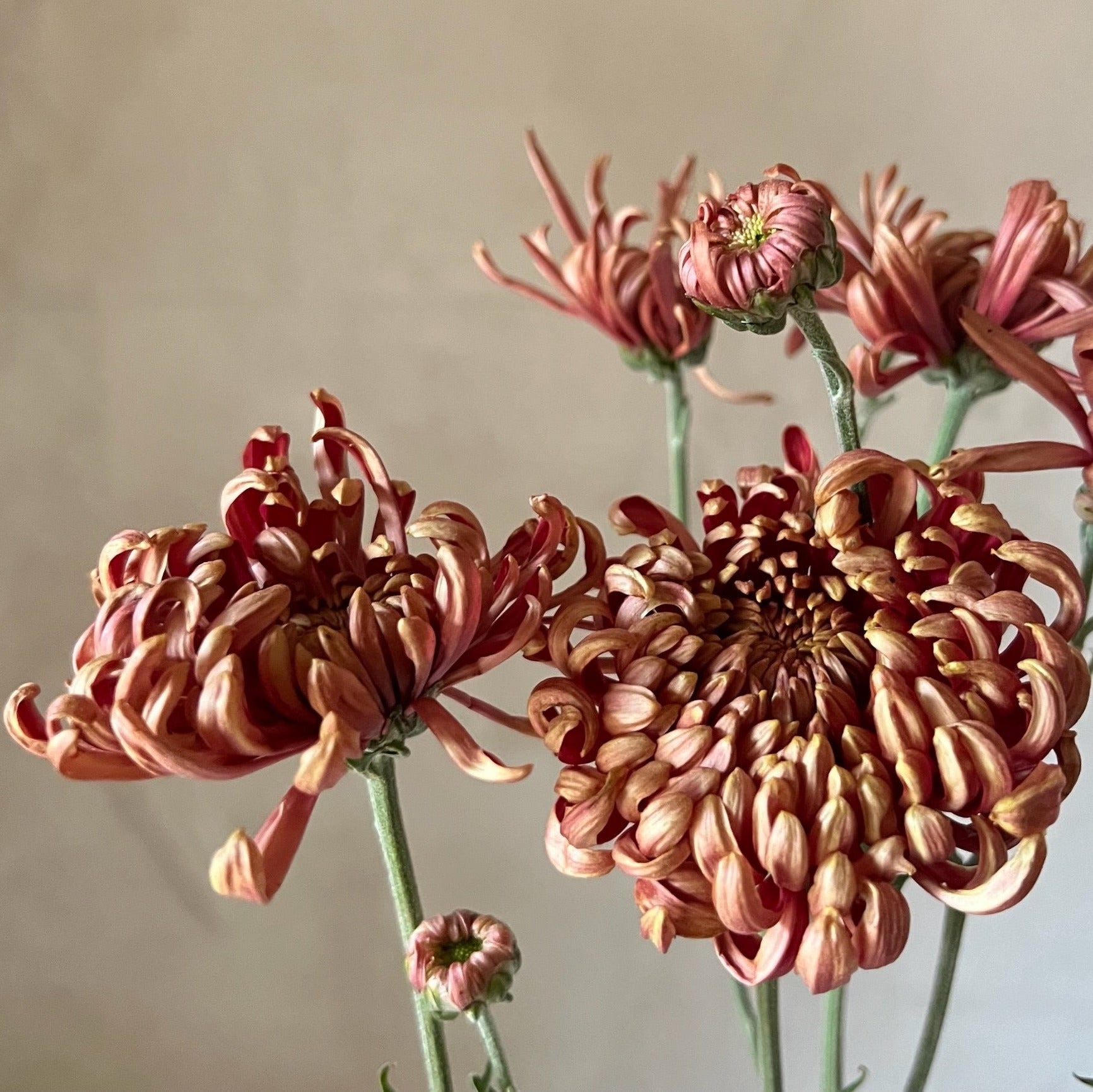 Heirloom Chrysanthemum 'Ft. Vancouver'