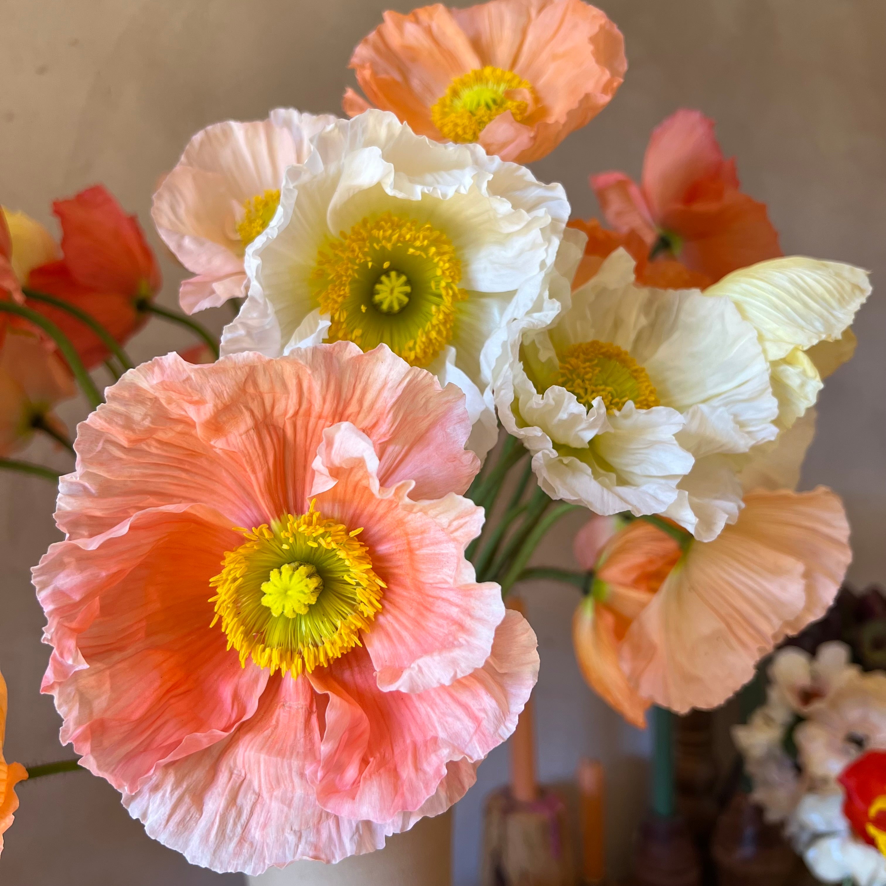 Fresh Cut flowers shipped || Italian Poppies