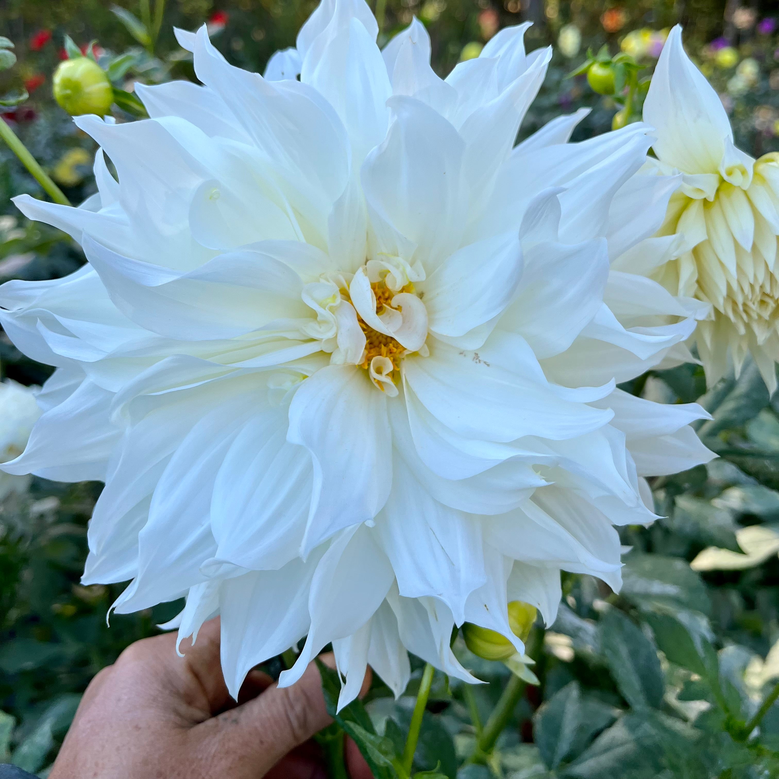 Dahlia Tuber || Yuukuu