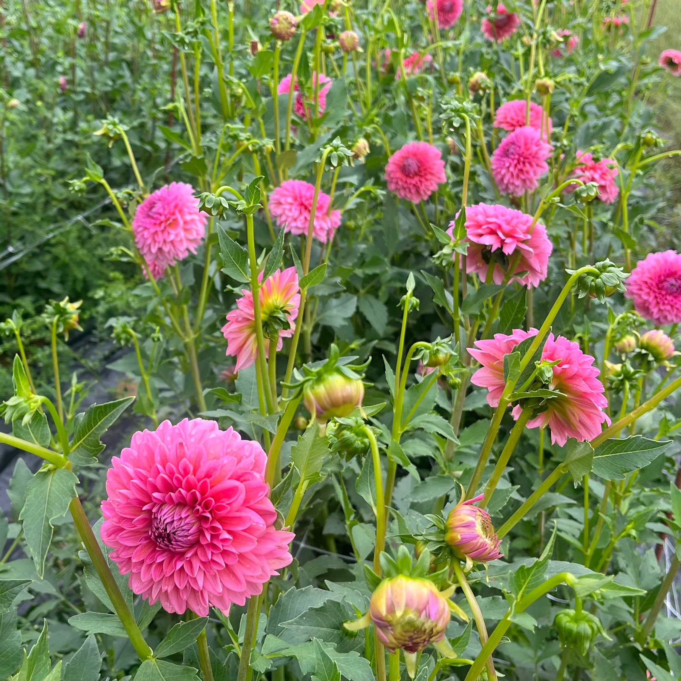 Dahlia Tuber || Pink Runner