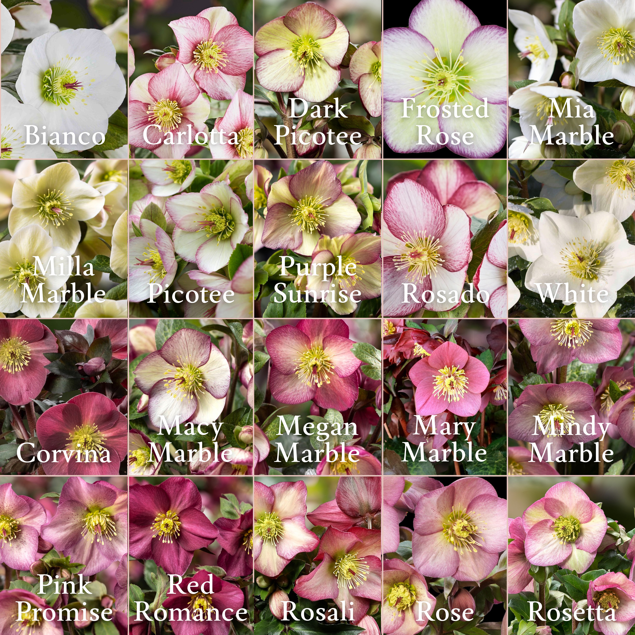 Shipped Plants || Ice N' Roses Hellebore Full Collection- 20 Plants