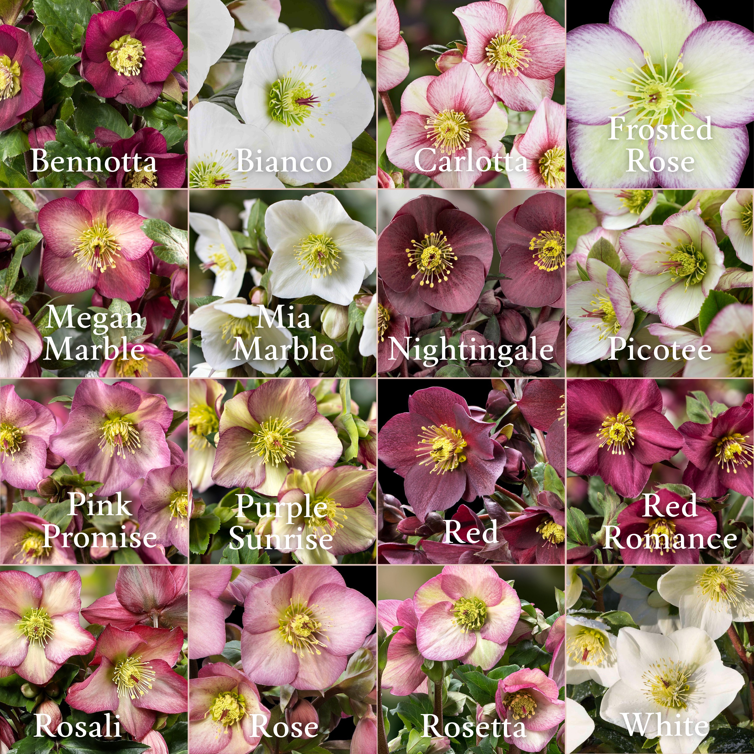 Shipped Plants || Ice N' Roses Hellebore Full Collection- 16 Plants