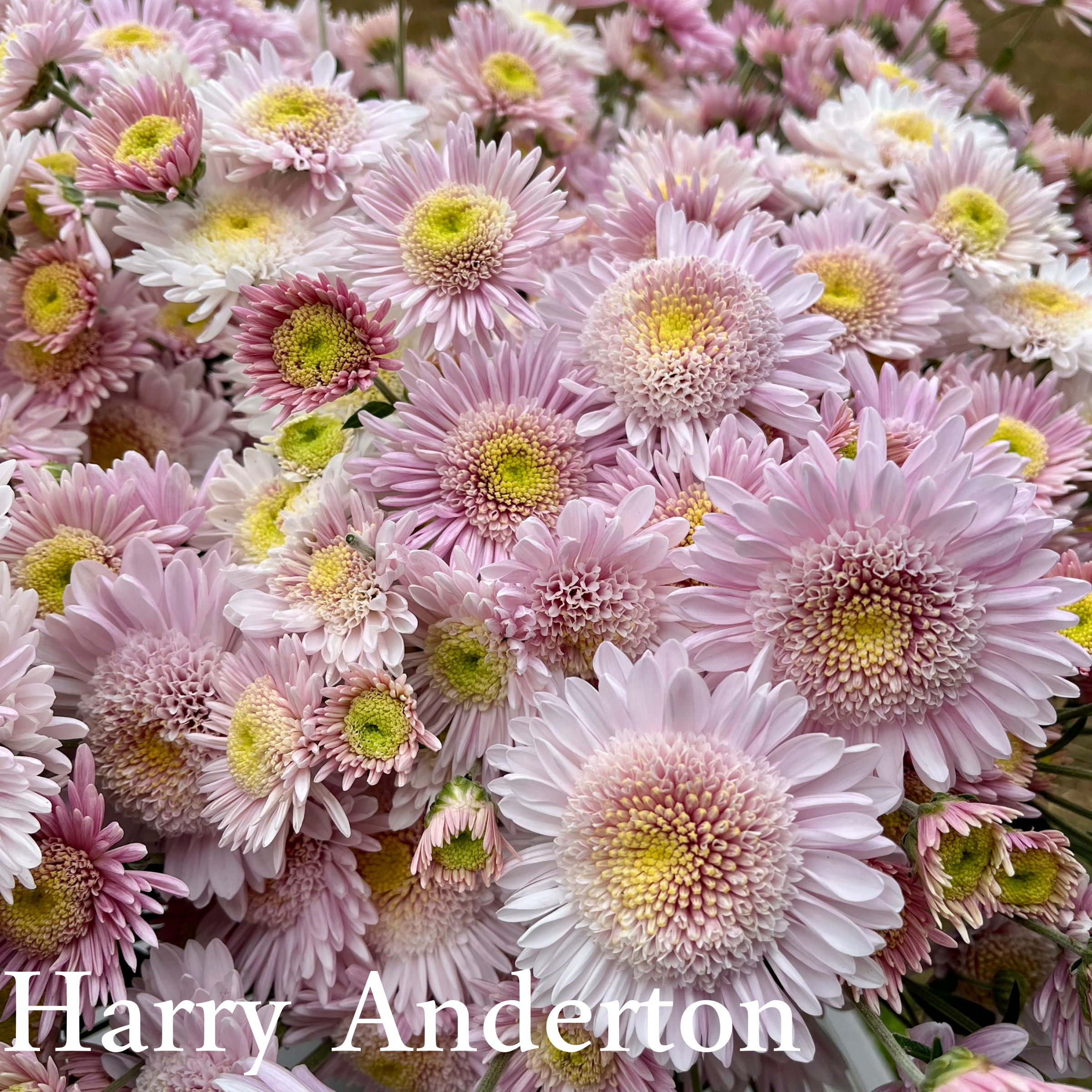 Heirloom Chrysanthemum cuttings || Ships Week of May 21st