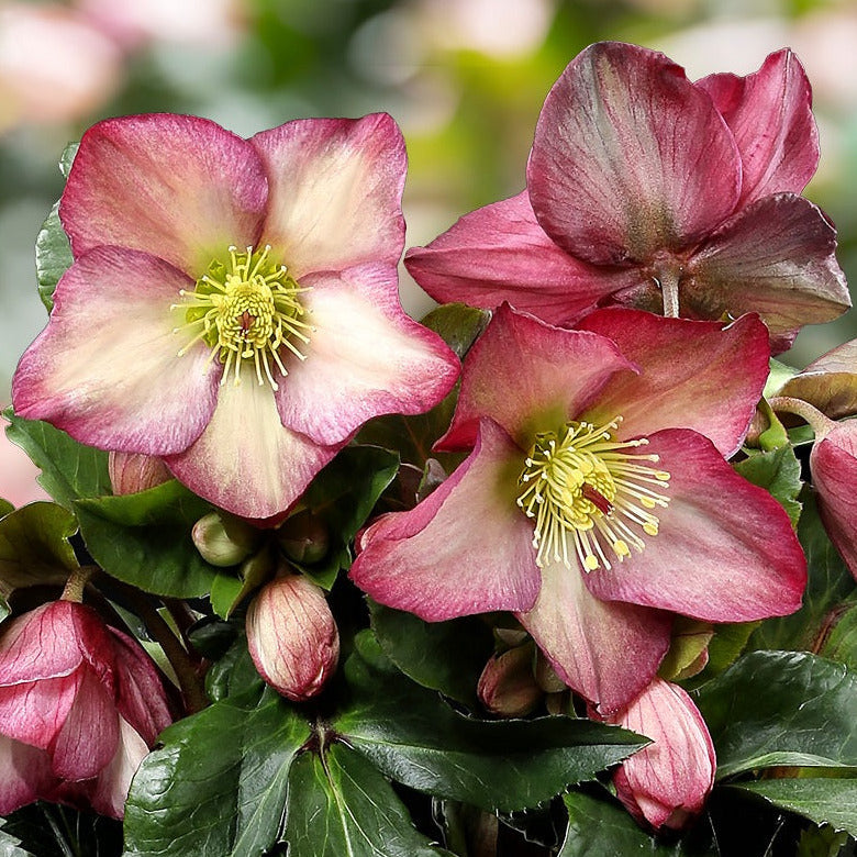 Shipped Plants || Ice N' Roses Hellebore 'Rosali' - 4 plants