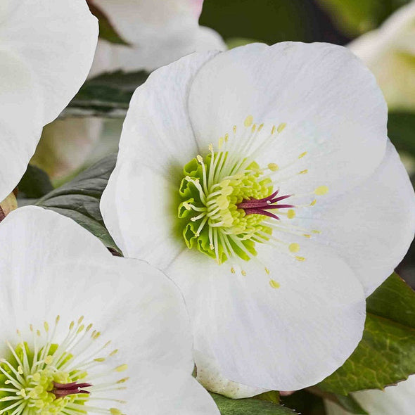 Shipped Plants || Ice N' Roses Hellebore 'Bianco' - 4 plants