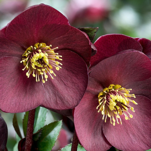 Shipped Plants || Ice N' Roses Hellebore 'Brunello' - 4 plants