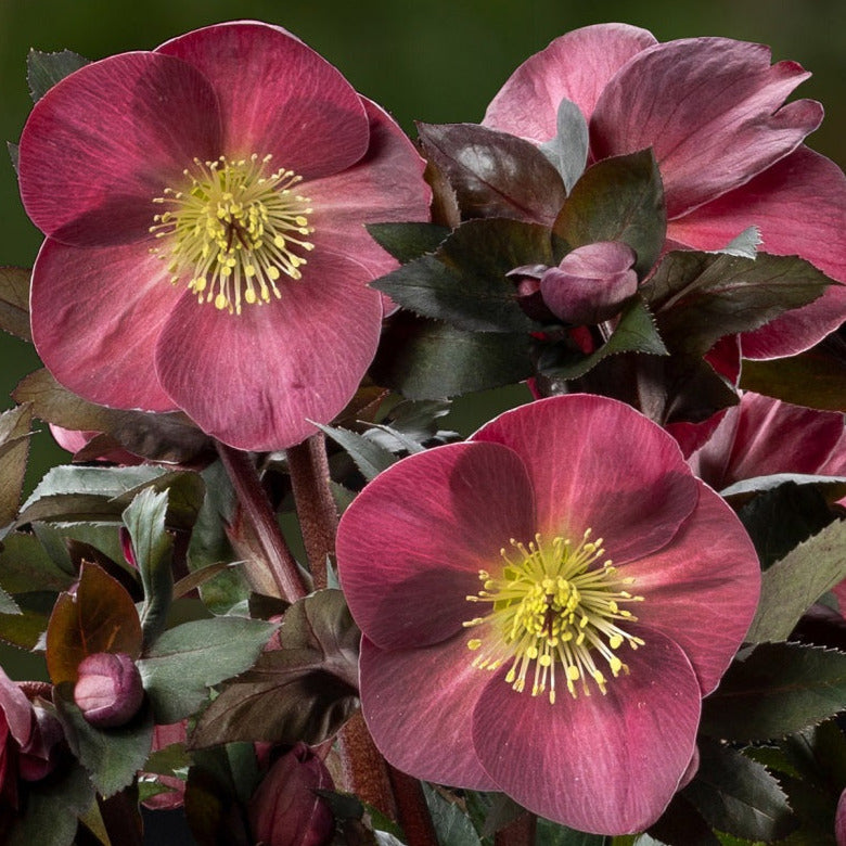 Shipped Plants || Ice N' Roses Hellebore 'Corvina' - 4 plants