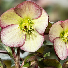 Shipped Plants || Ice N' Roses Hellebore 'Dark Picotee' - 4 plants