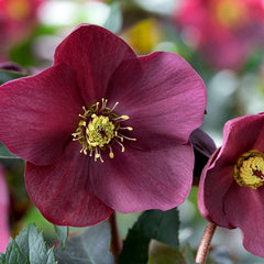 Shipped Plants || Ice N' Roses Hellebore 'Early Red' - 4 plants