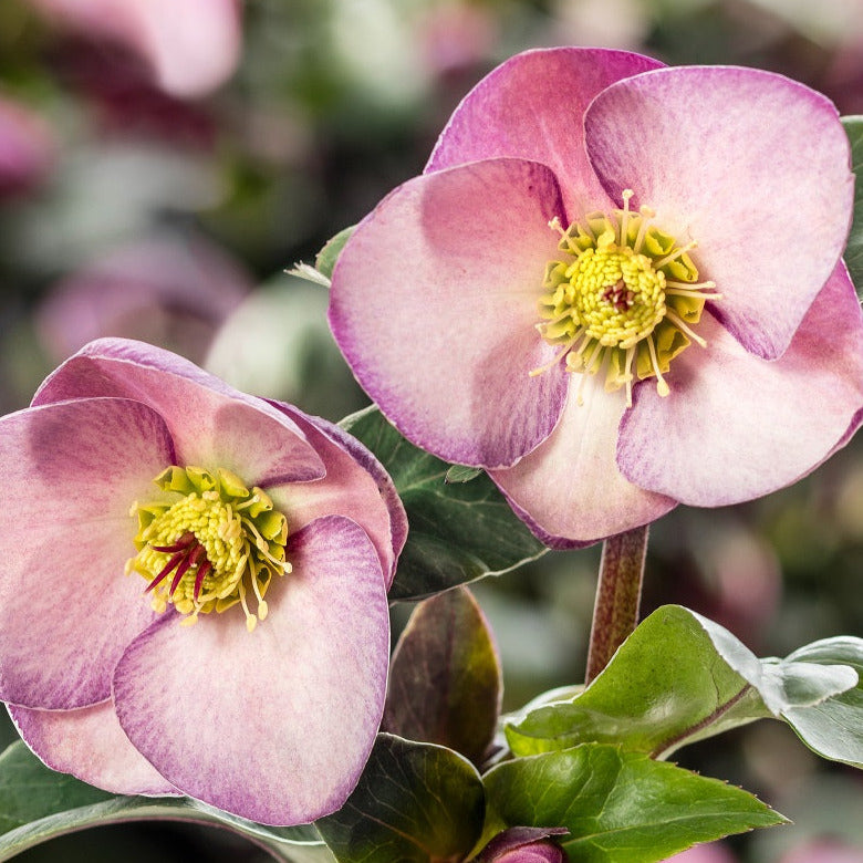 Shipped Plants || Ice N' Roses Hellebore 'Early Rose' - 3 plants