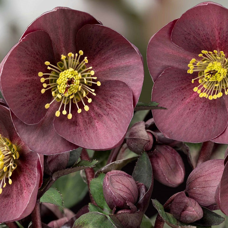 Shipped Plants || Ice N' Roses Hellebore 'Nightingale' - 3 plants