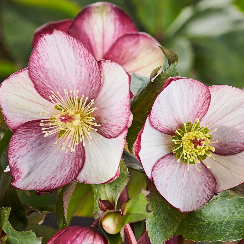Shipped Plants || Ice N' Roses Hellebore 'Rosado' - 4 plants
