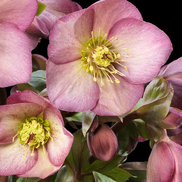 Shipped Plants || Ice N' Roses Hellebore 'Rose' - 4 plants