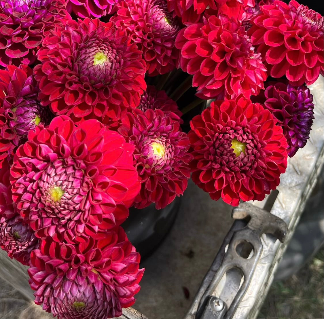 Dahlia Tuber || Cornel