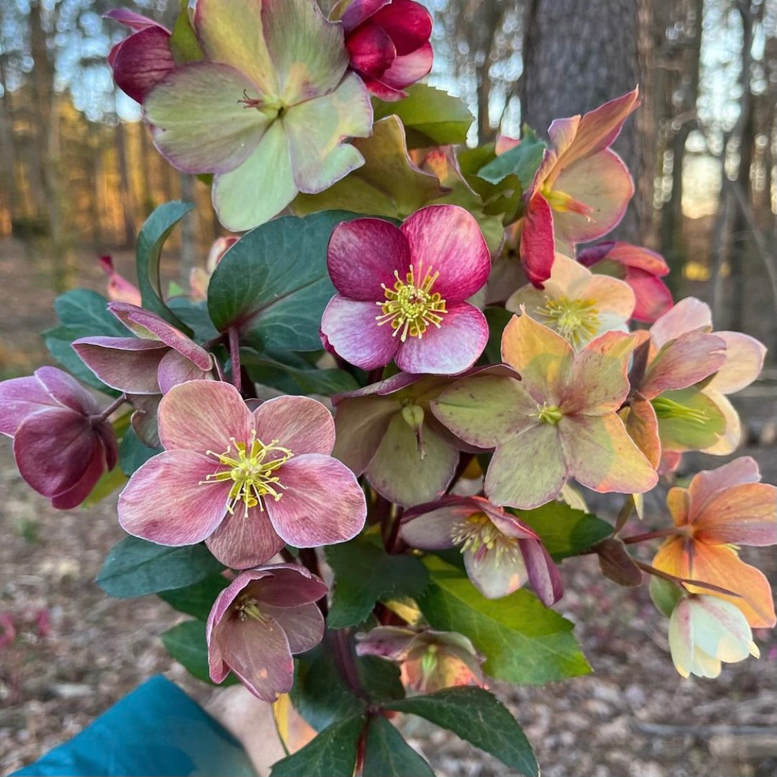 Shipped Plants || Ice N' Roses Hellebore Dark Mix 4.0 - 8 Plants