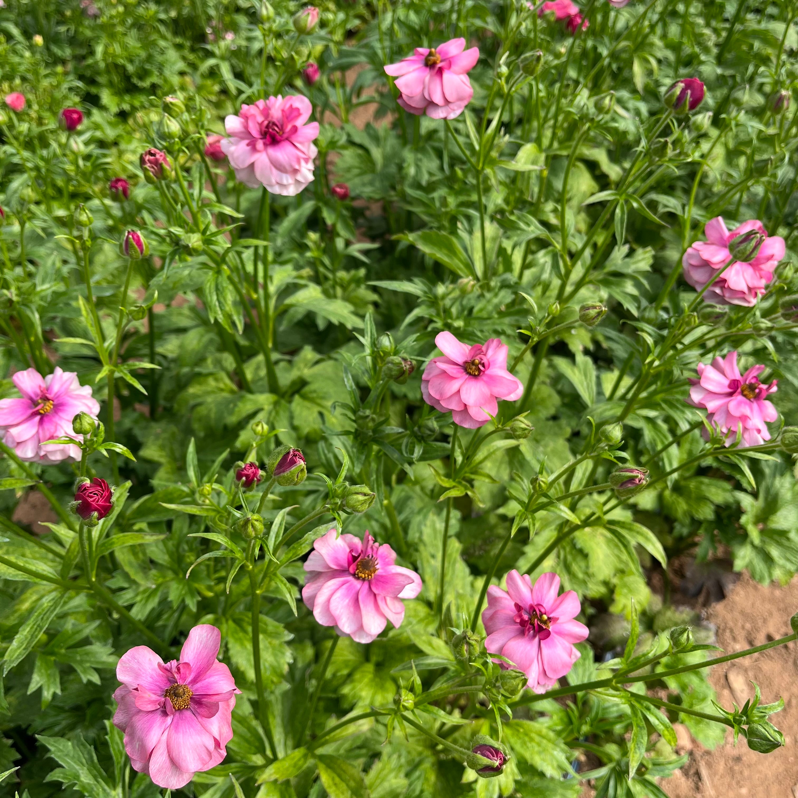 Fresh Cut Flowers shipped || Plum Butterfly Ranunculus