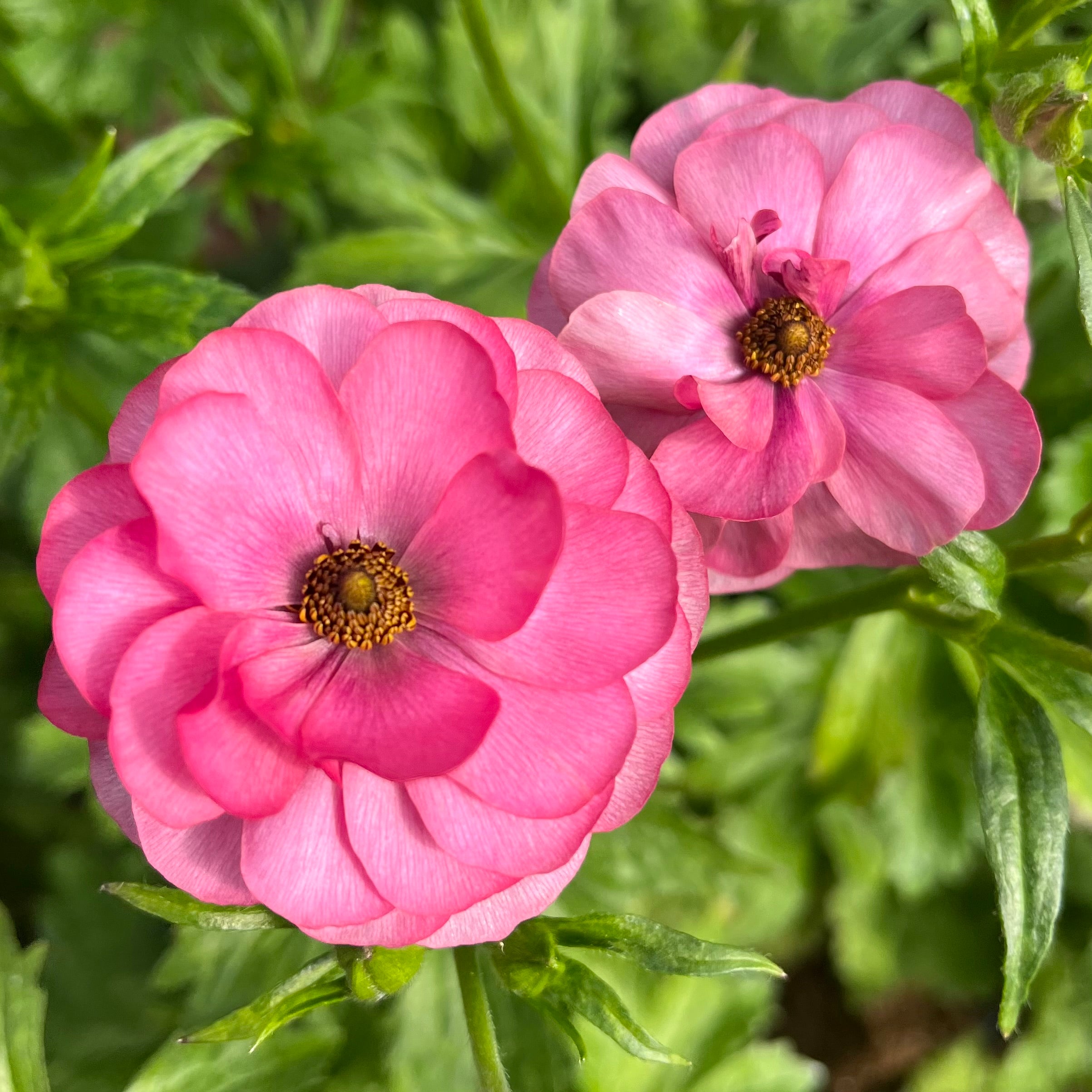 Fresh Cut Flowers shipped || Plum Butterfly Ranunculus