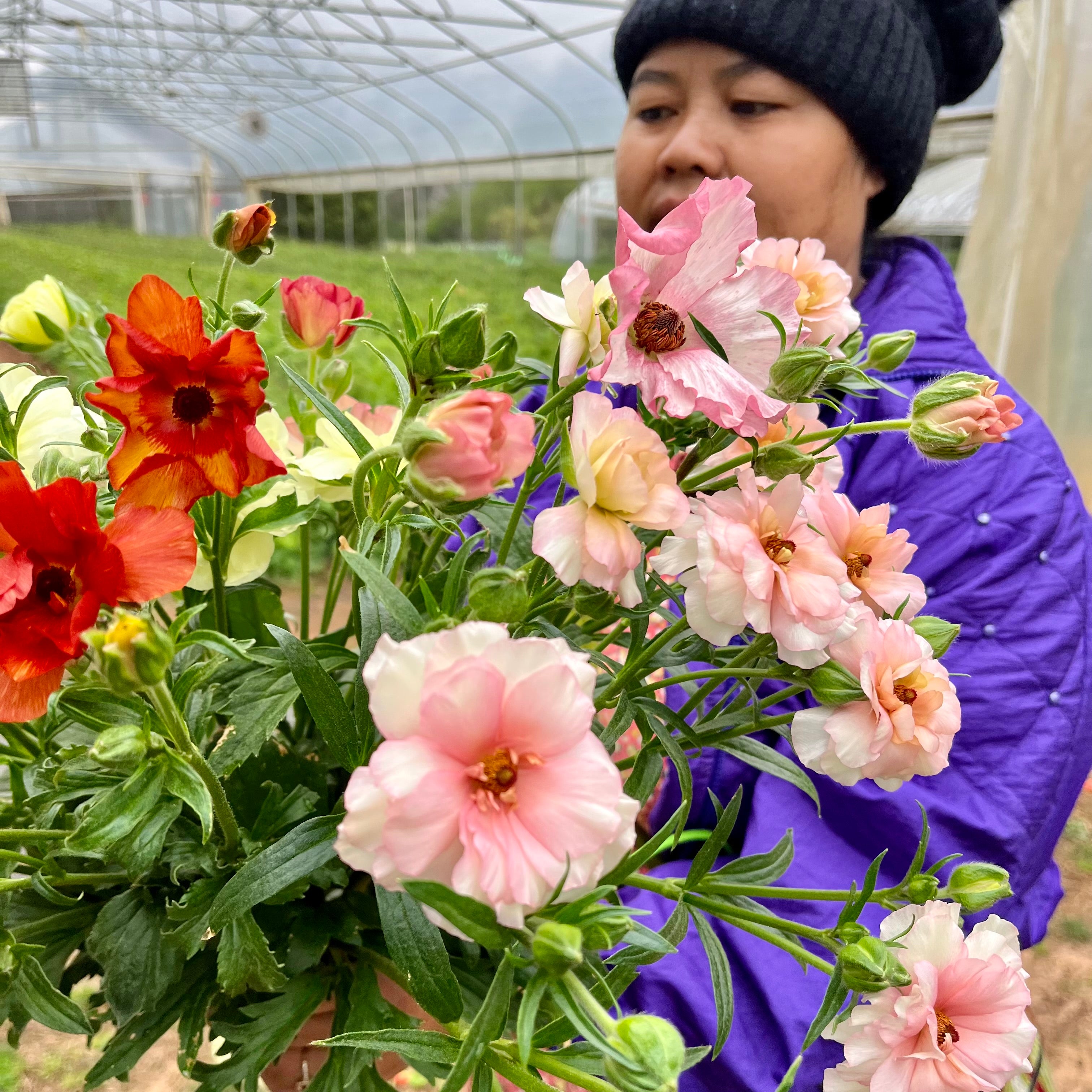 Weekly Dahlia Subscription || September 11th-October 2nd Wednesday Delivery