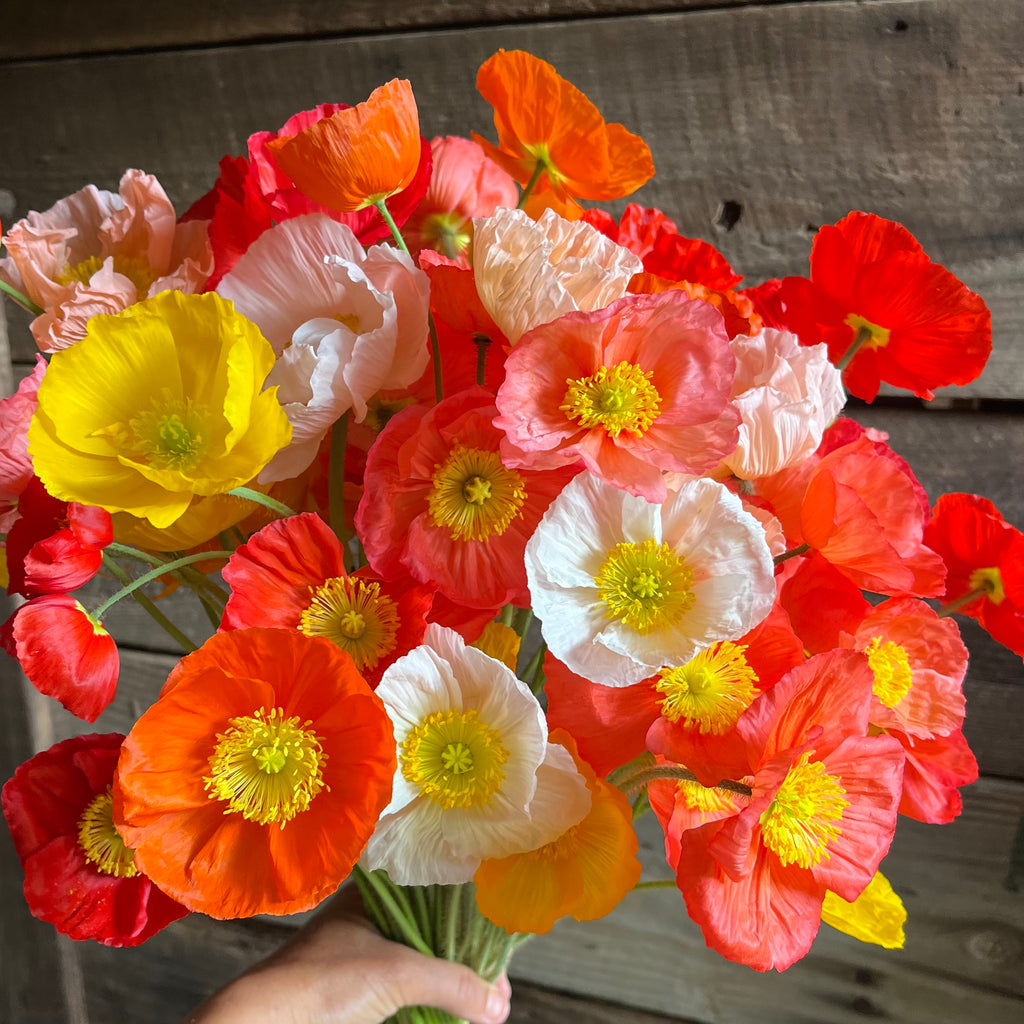 Icelandic Poppy 'Champagne Bubbles Mix' Seeds
