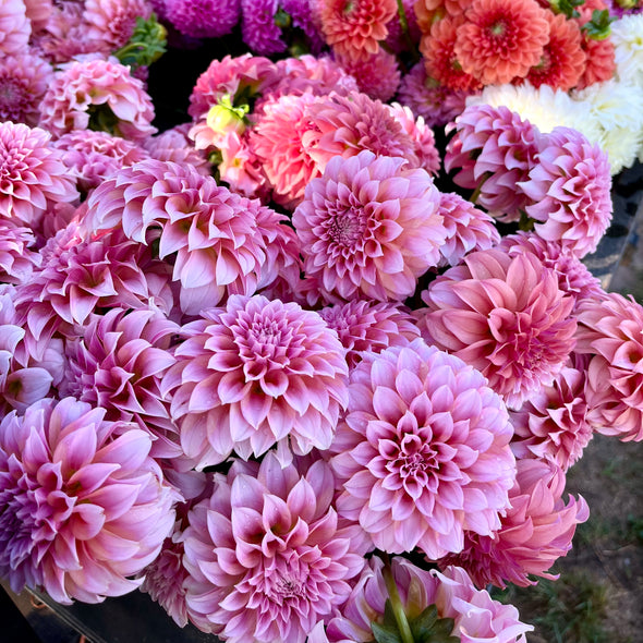 Weekly Dahlia Subscription || September 11th-October 2nd Wednesday Delivery