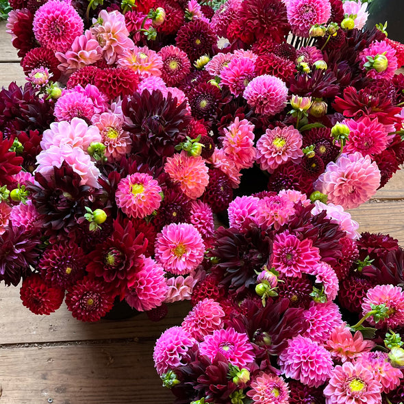 Fresh Cut Flowers Shipped || Jewel Tone Dahlia Mix