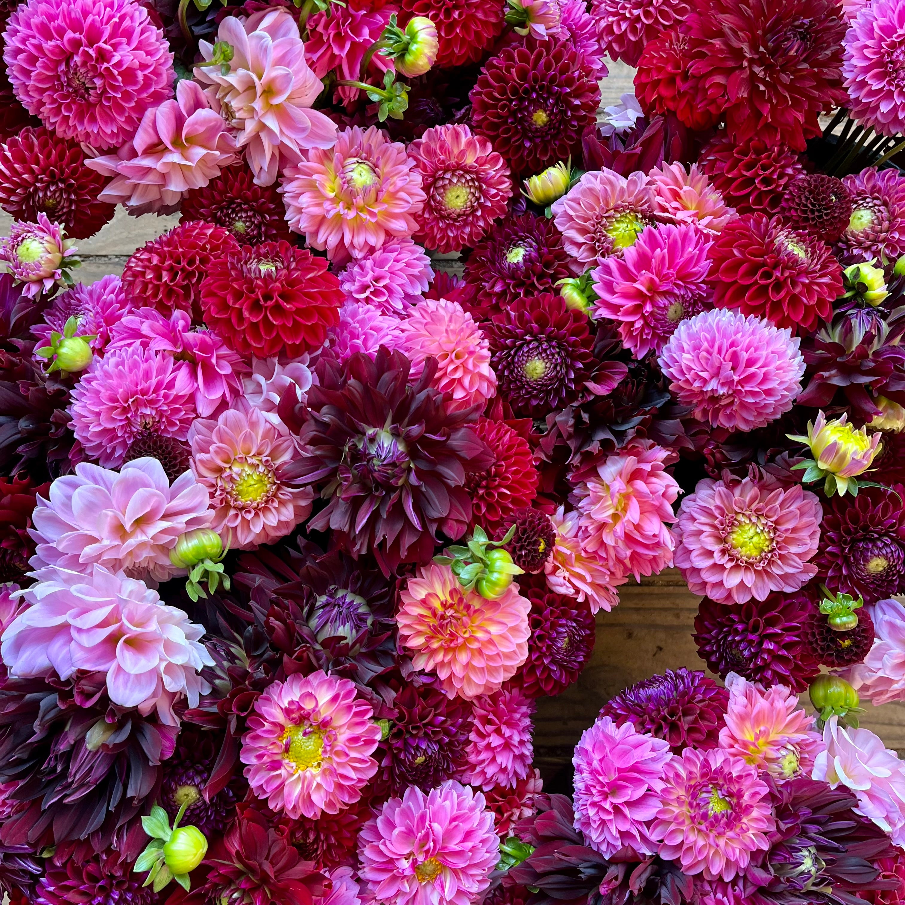 2026 Cut Flowers for Shipping – 3 Porch Farm