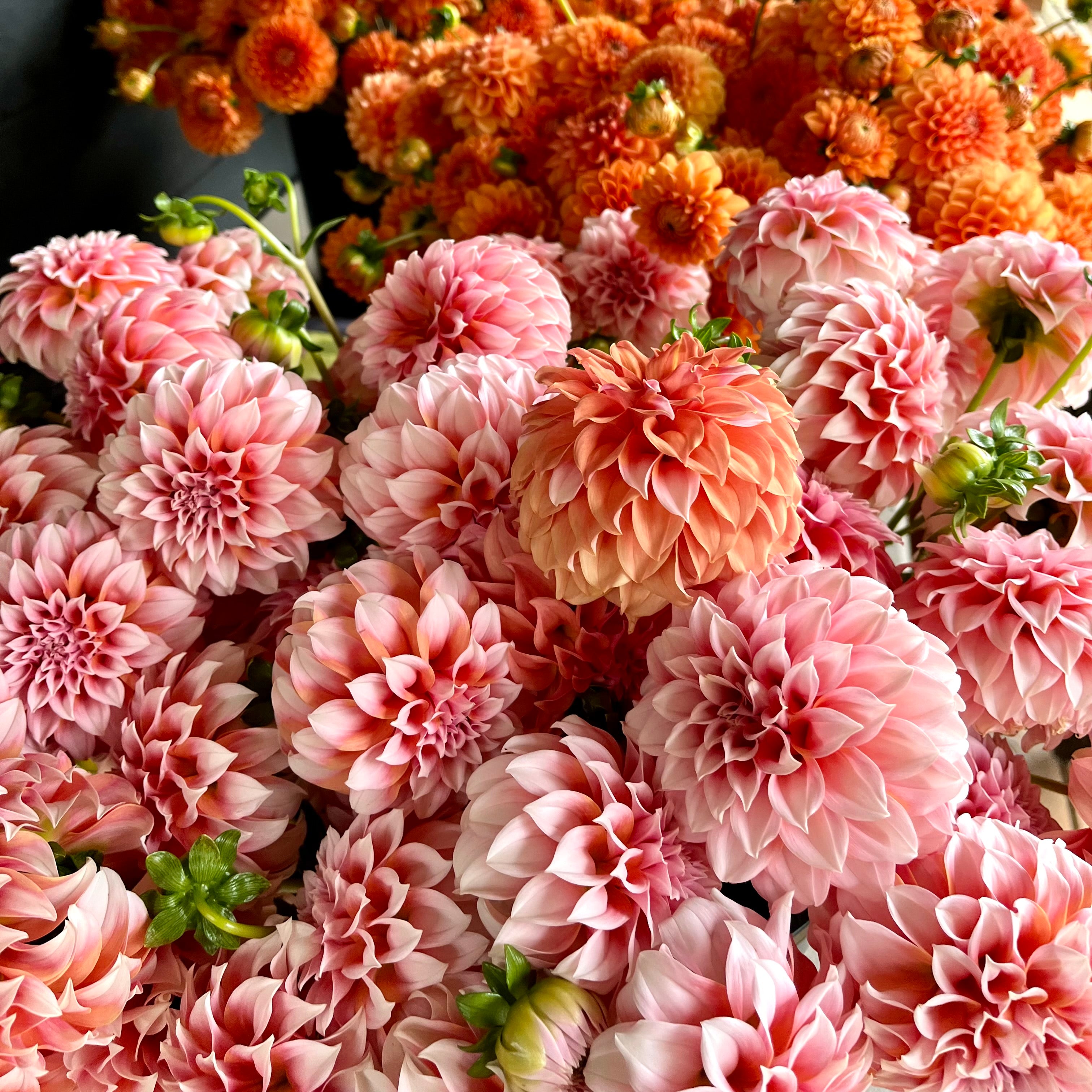 Weekly Dahlia Subscription || September 13th-October 4th Friday Delivery