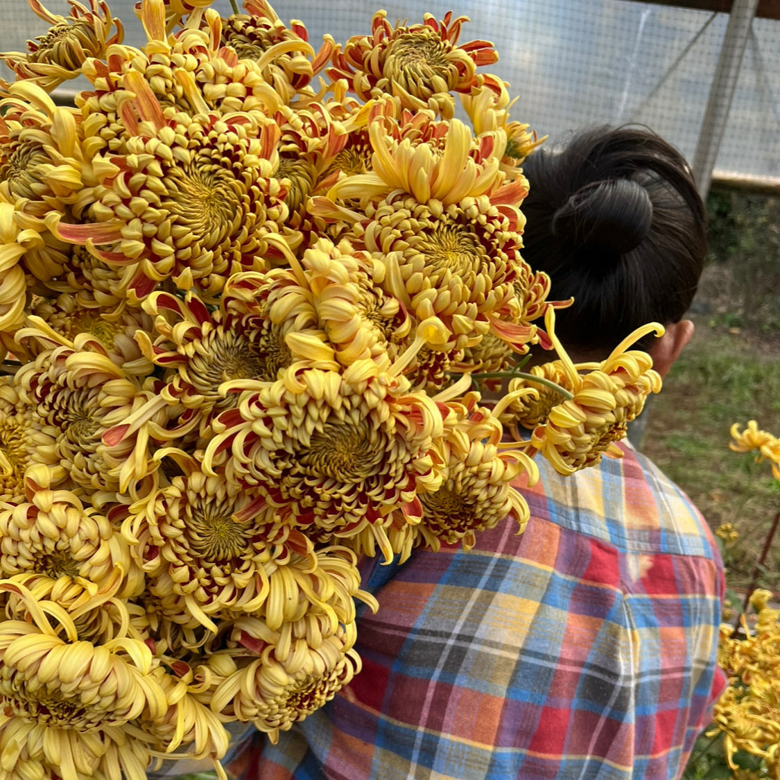 Heirloom Chrysanthemum 'Nijin Bigo'