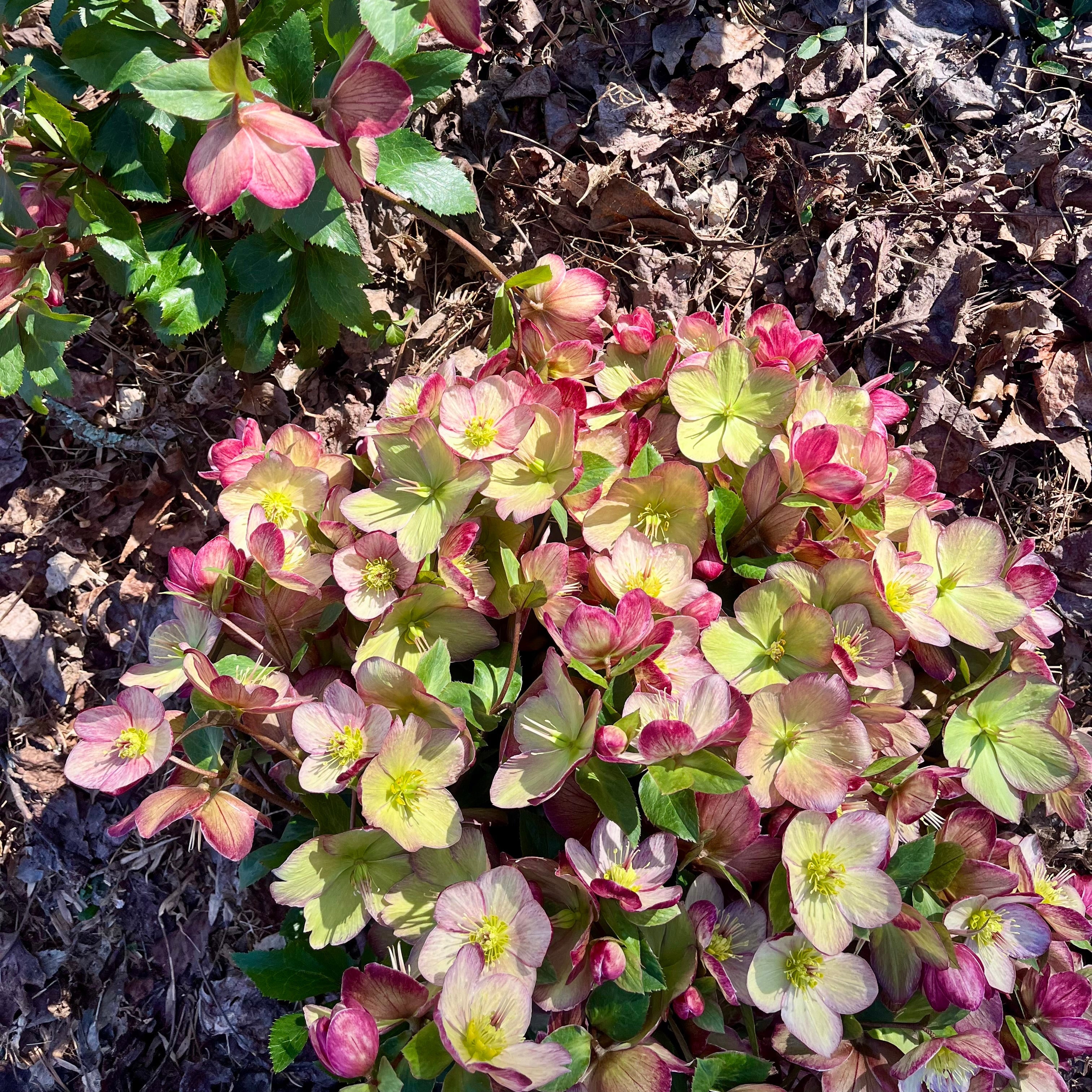 Fresh Cut Flowers Shipped || Hellebore Stems