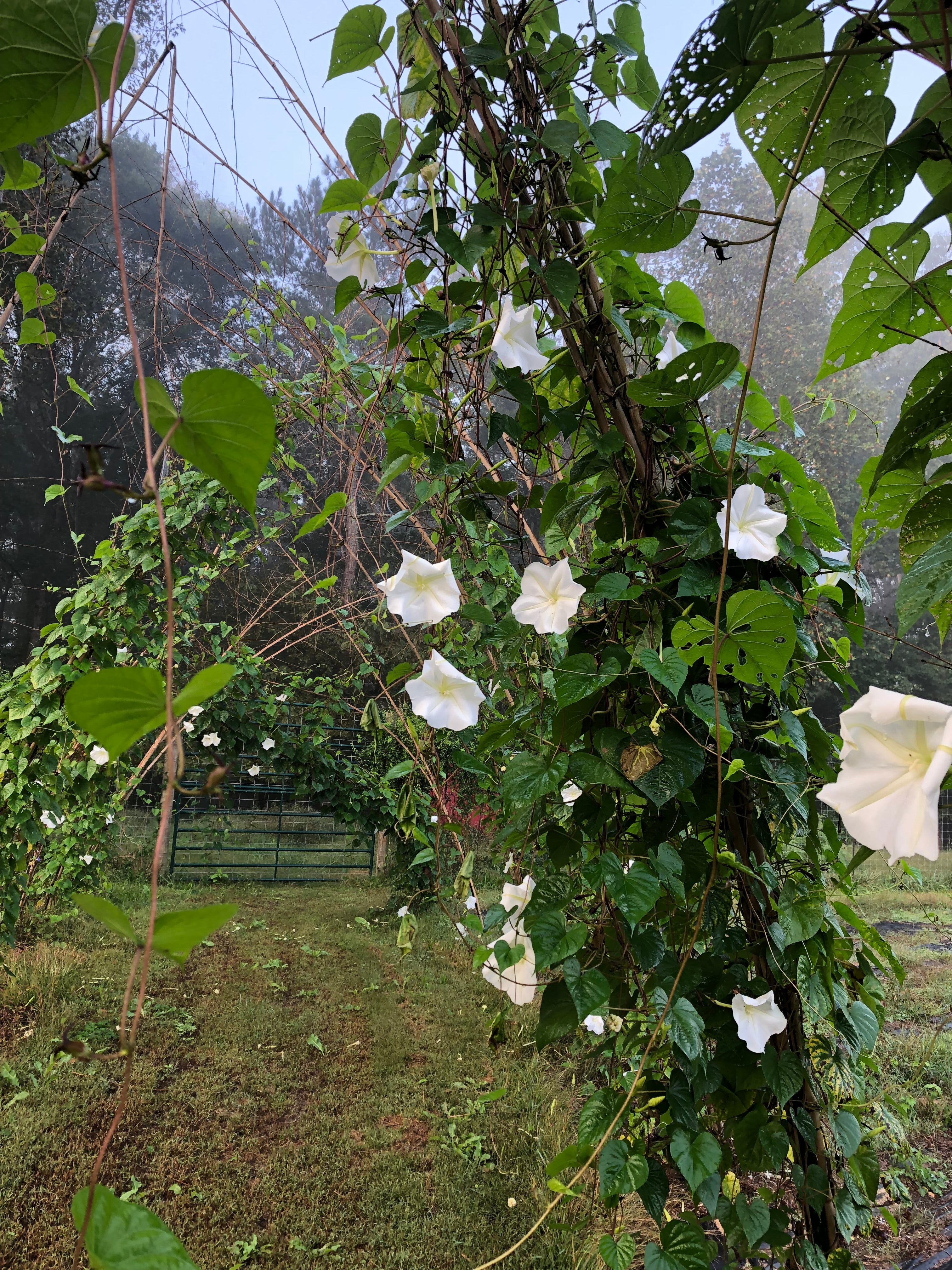 Moonflower Vine Seeds