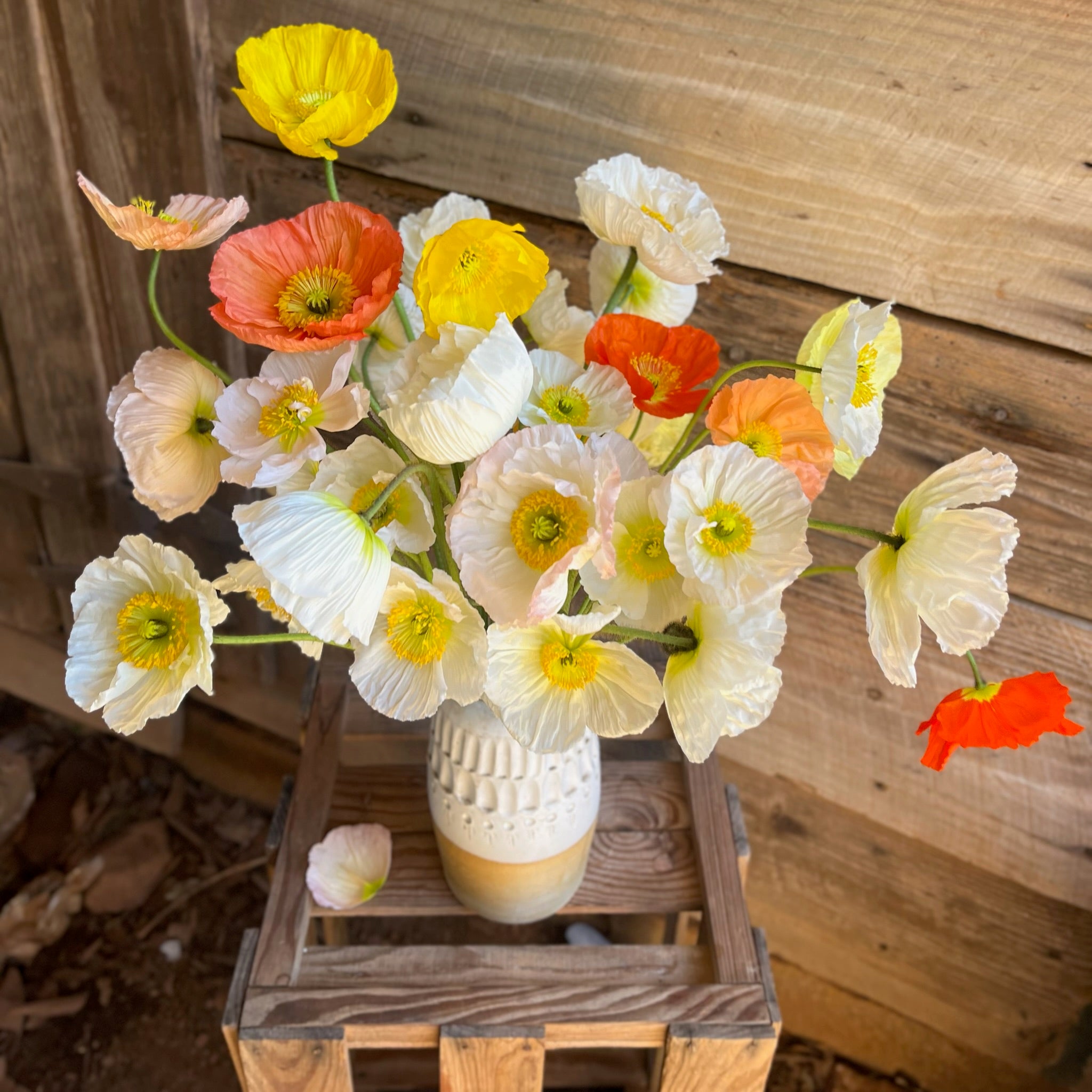 Fresh Cut flowers shipped || Icelandic Poppies 'Pastel Mix'