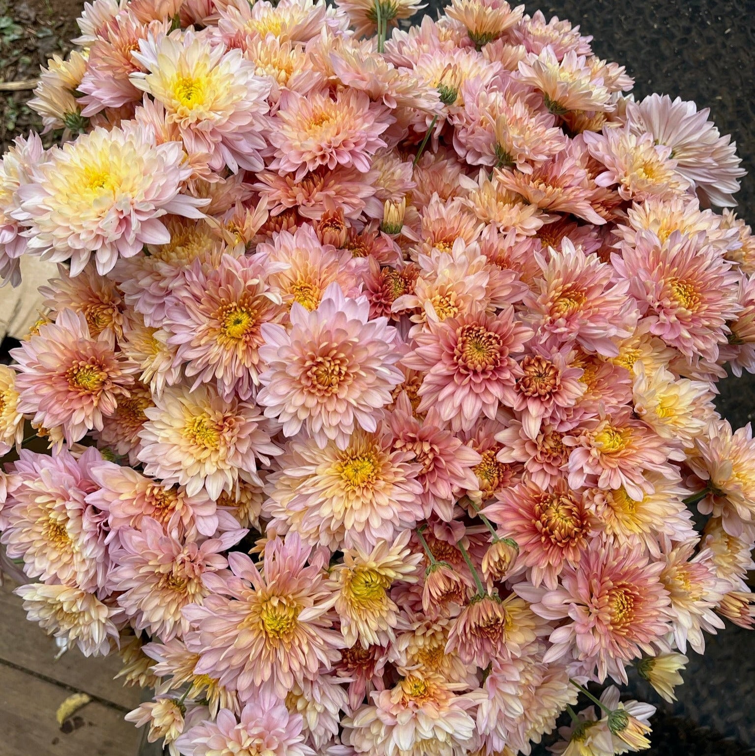 Mum Catalog 3 Porch Farm