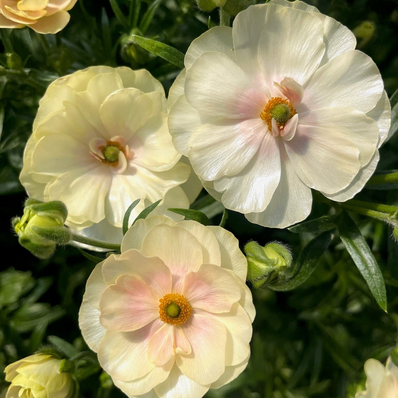 Fresh Cut Flowers Shipped || Ivory Blush Butterfly Ranunculus