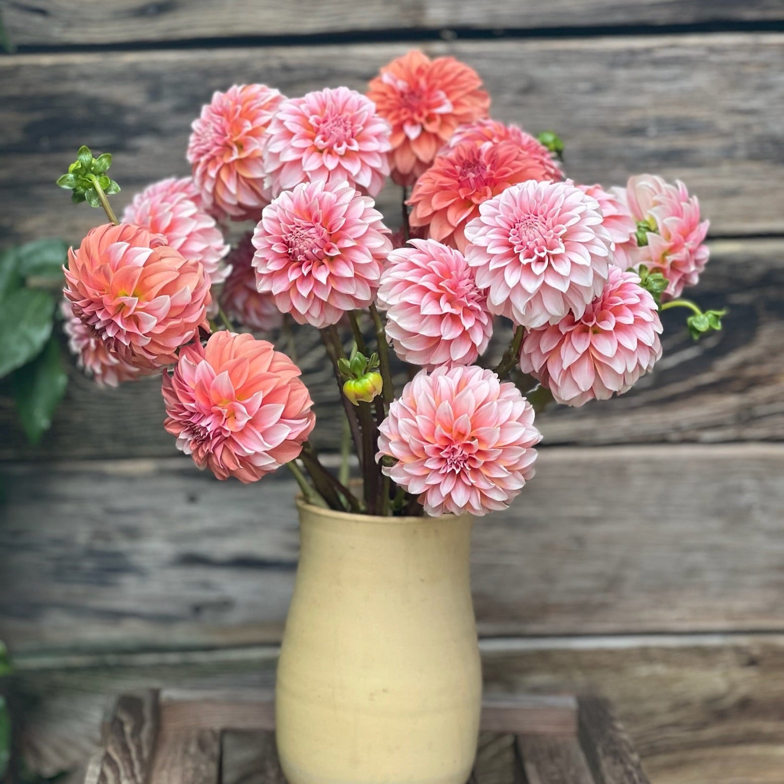 Fresh Cut Flowers Shipped || Peaches n' Cream Dahlias